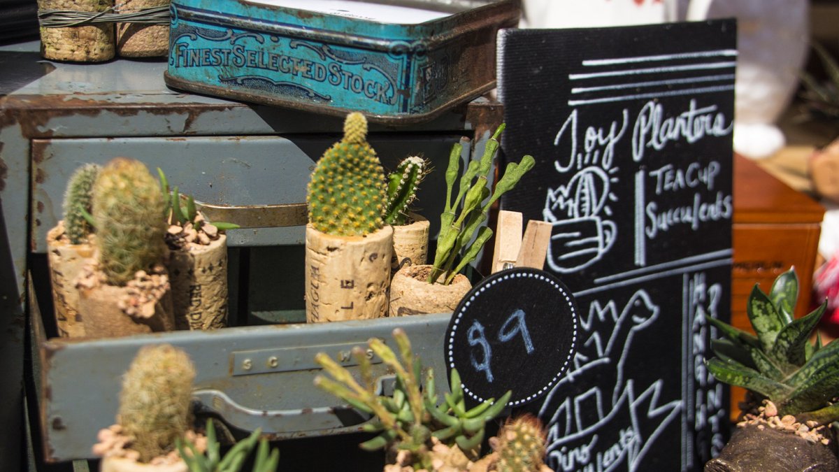 Cactuses in pots made out of cork wood for sale at the St. Pete Indie Market.