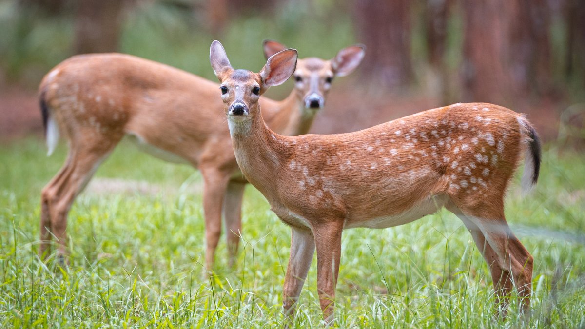 Two young deer in a grassy area at John Chesnut Sr. Park in Palm Harbor