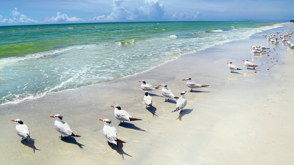 Ein Schwarm Königsseeschwalben reiht sich am Ufer in St. Pete/Clearwater auf