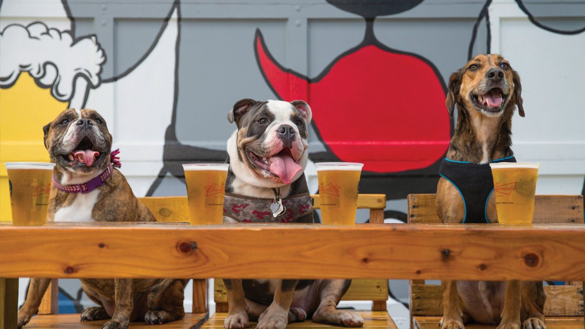 Tres perros posando con cervezas frente a The Dog Bar en St. Pete.