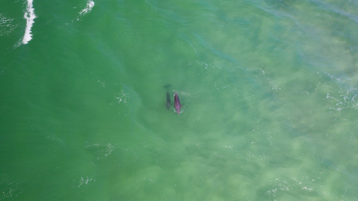 An aerial view of a mother and baby dolphin in clear, emerald green waters