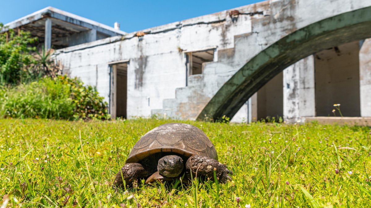 A gopher tortoise walking on the grass on Egmont Key. Ruins of Fort Dade can be seen in the background.