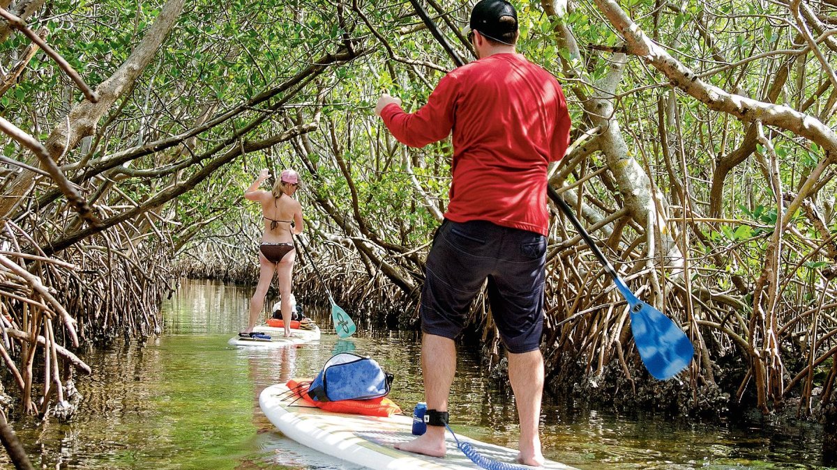 A couple paddleboards through the mangroves at Weedon Island