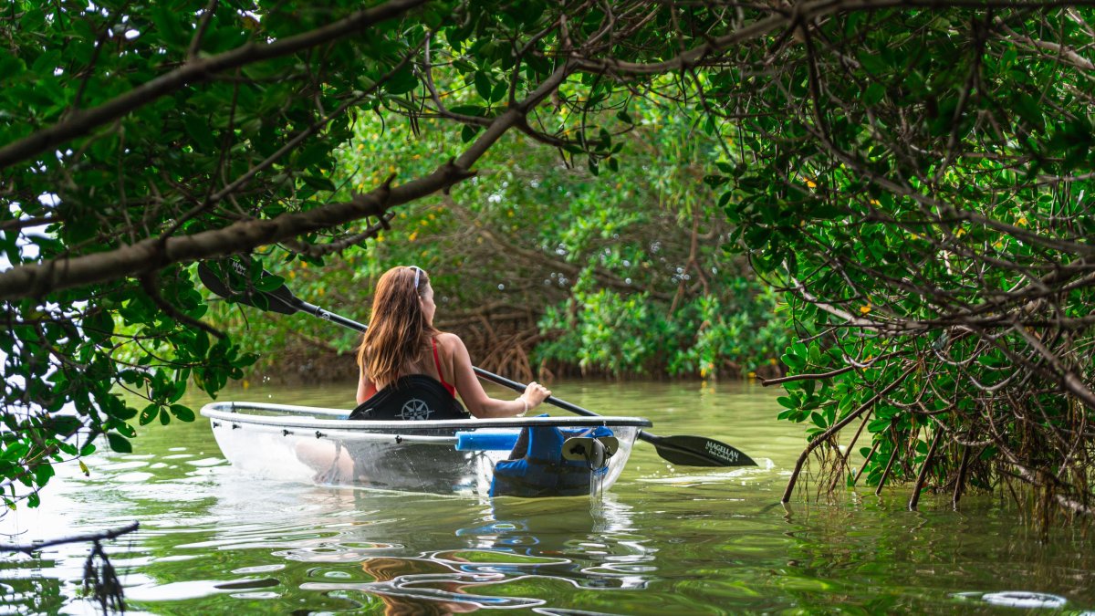 Uma mulher em um caiaque transparente nos manguezais de St. Pete/Clearwater