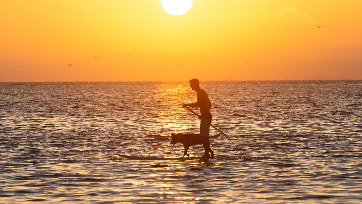 Um homem e seu cachorro em uma prancha de stand up paddle no Golfo do México ao pôr do sol