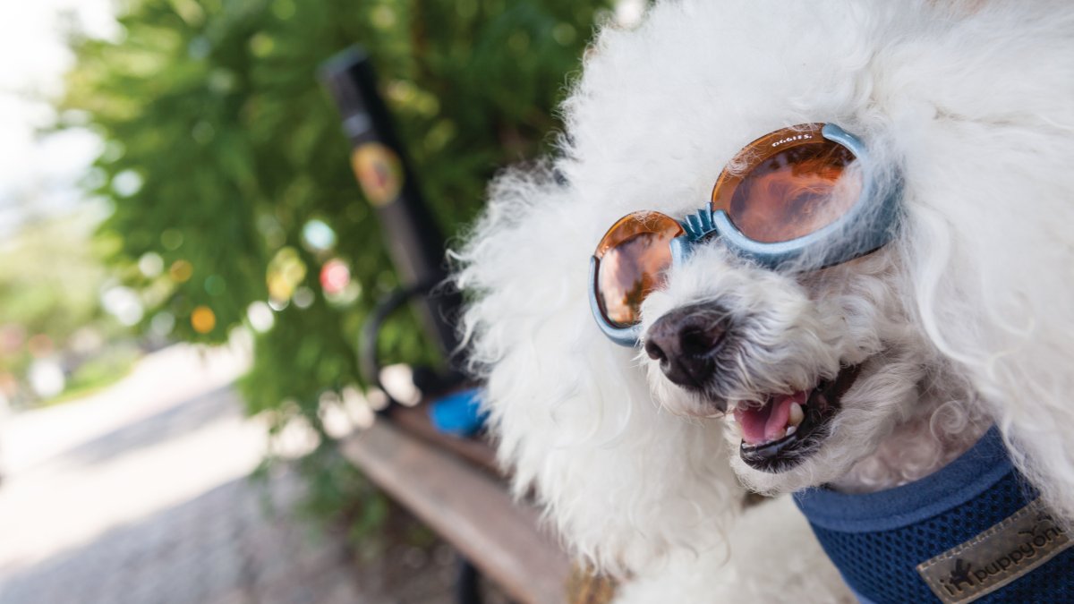 A white curly dog wear sunglasses in Dunedin