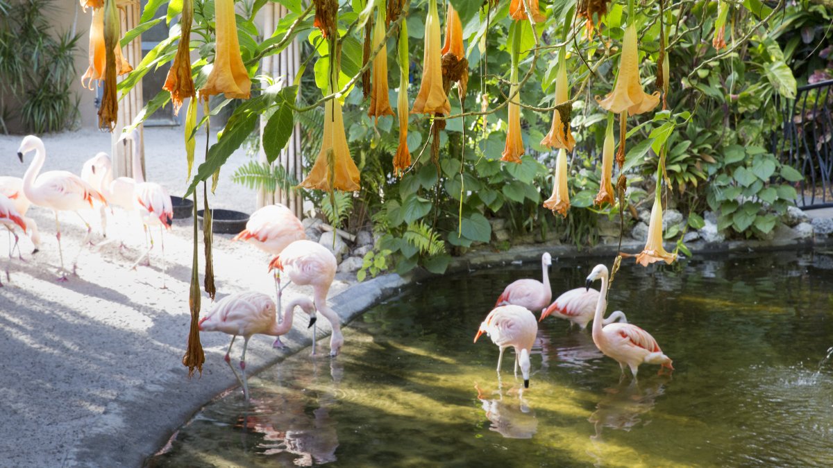 Eine Gruppe Flamingos erfrischt sich an einem kleinen Teich unter einem blühenden Baum.