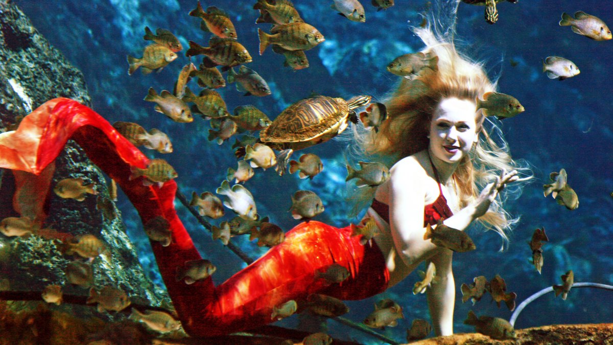 Uma senhora vestida de sereia nadando com peixes em Weeki Wachee Springs.