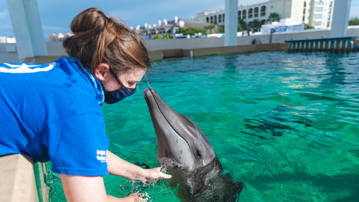 Una trabajadora que cuida a Rex, uno de los delfines rescatados en un tanque al aire libre en el Clearwater Marine Aquarium.