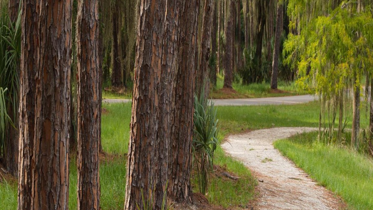 A path through the forest in John Chesnut Sr. Park