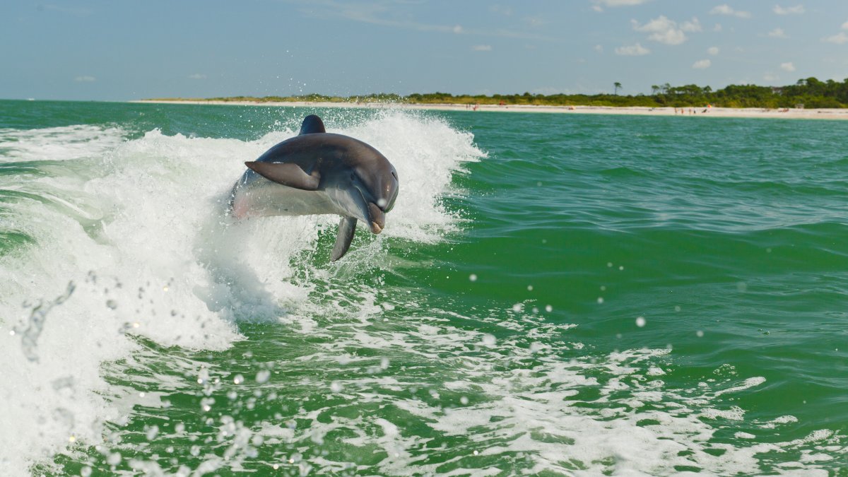 A wild dolphin jumping out of water.