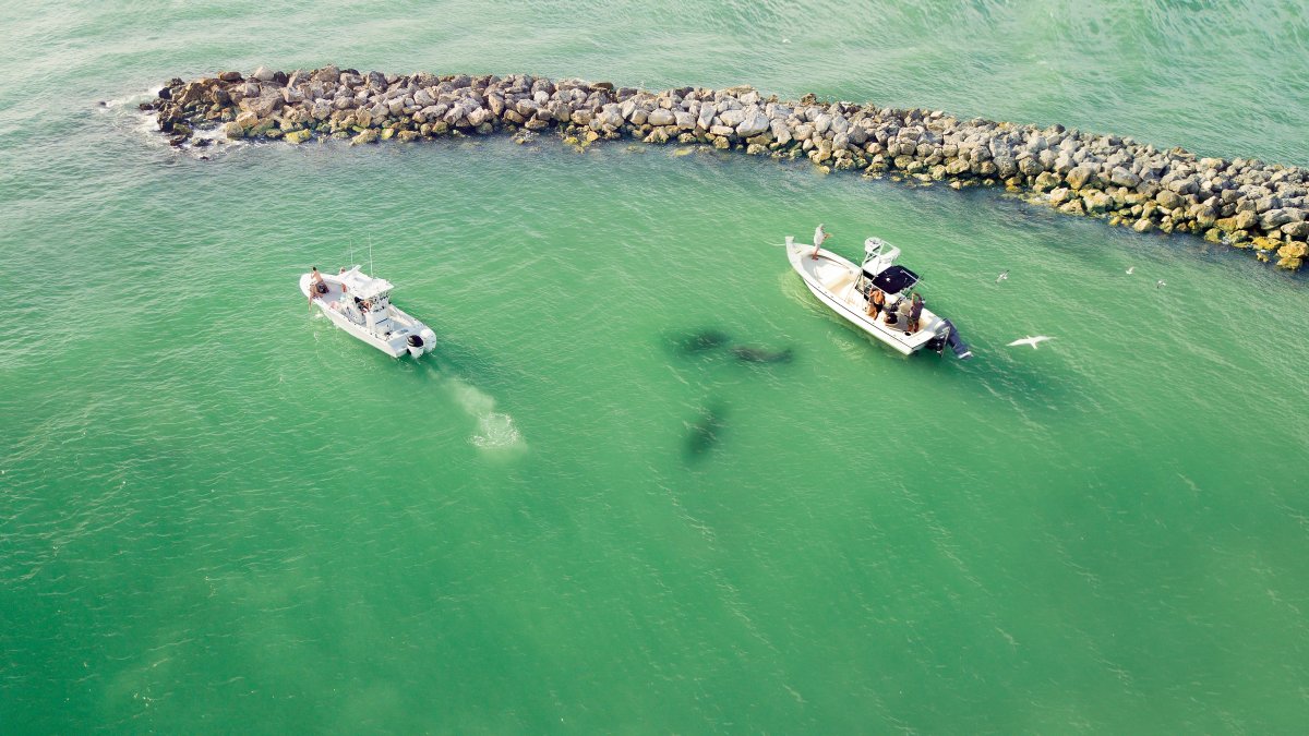 Dois barcos perto das rochas perto de Sand Key. Três peixes-boi podem ser vistos nadando entre os barcos.