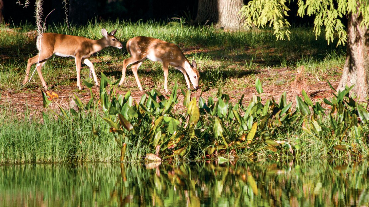 A couple deer graze on grass nearby a pond at Brooker Creek