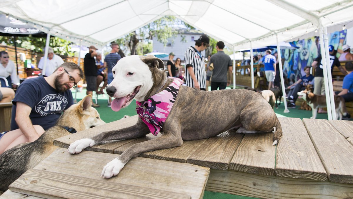 Dog sitting on a Dog platform with ramp at a bar patio with lots of other dogs and people in the background.