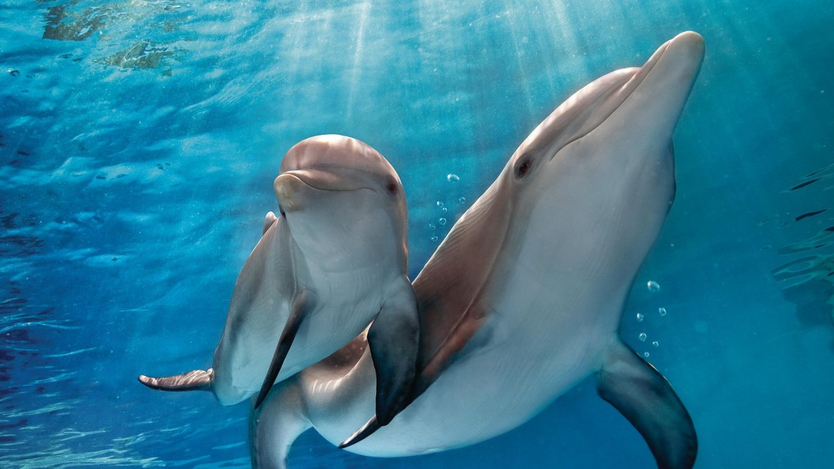 Winter and her companion at the Clearwater Marine Aquarium