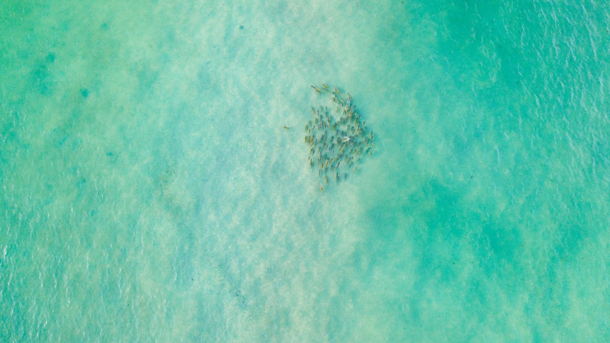 A school of fish swimming in the clear waters of Fort De Soto