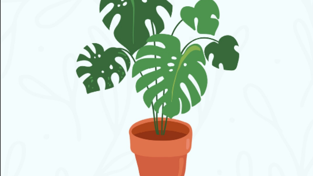 St. Petersburg Garden Club Plant Sale Visit St Petersburg Clearwater