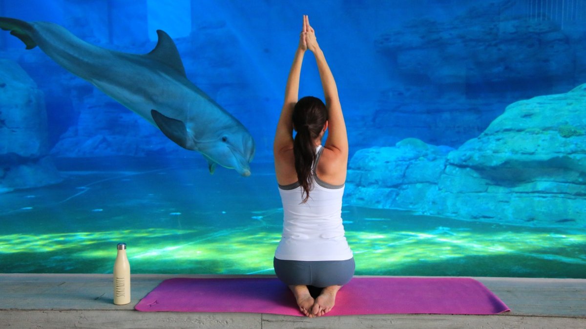 Yoga in front of Dolphins