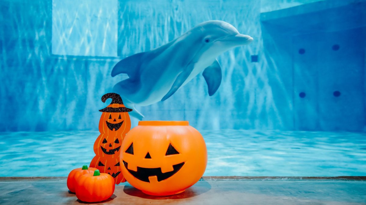 Halloween at CMA