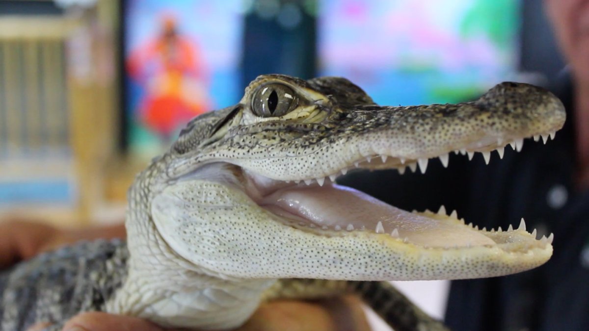 Alligator Meet & Greet at CMA Kids Zone | Visit St Petersburg