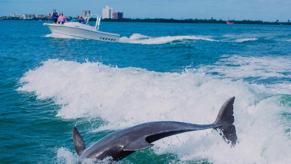 A dolphin playing in the wake of a boat with another boat in the background