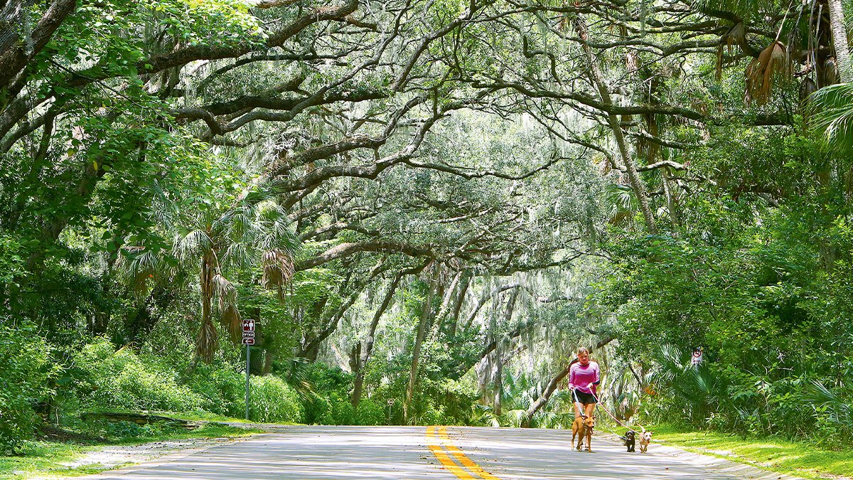 A woman walking dogs at Philippe Park