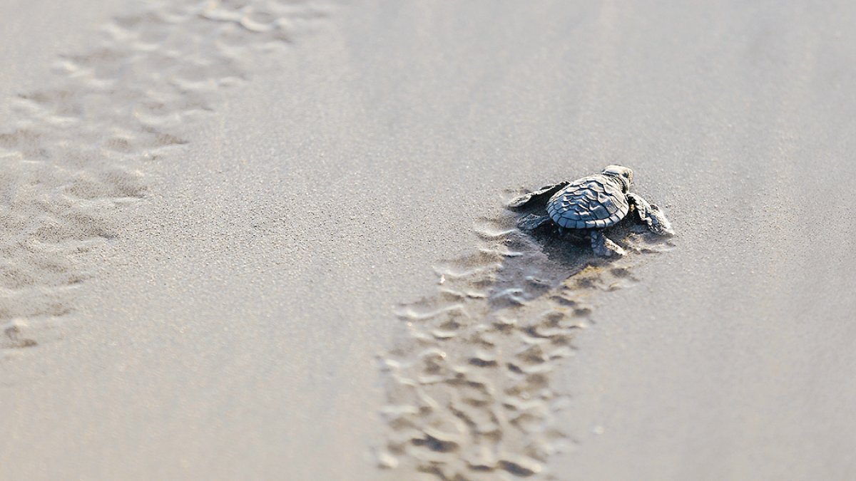 A baby turtle heads to sea