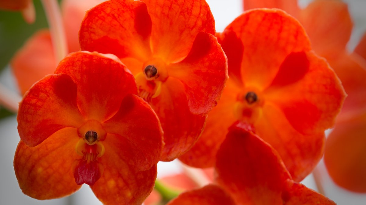 Florida Botanical Gardens Spring Orchid Sale Visit St Petersburg