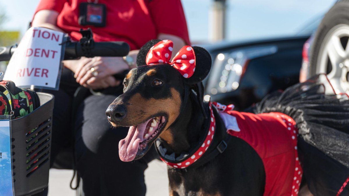 a doberman pet therapy dog with a red polka dot bow and red vest waits to greet guests next to its handler at PIE airport