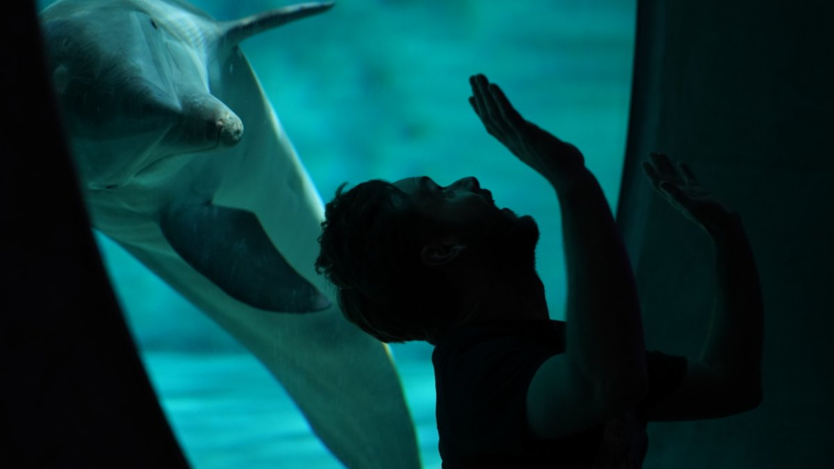 A dolphin and a friendly man becoming friends at Clearwater Marine Aquarium.