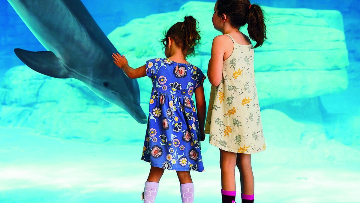 Two little girls in dresses stand at the huge window at the dolphin habitat at Clearwater Marine Aquarium