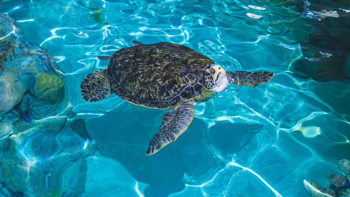 A loggerhead sea turtle swims in a clear blue tank at Clearwater Marine Aquarium
