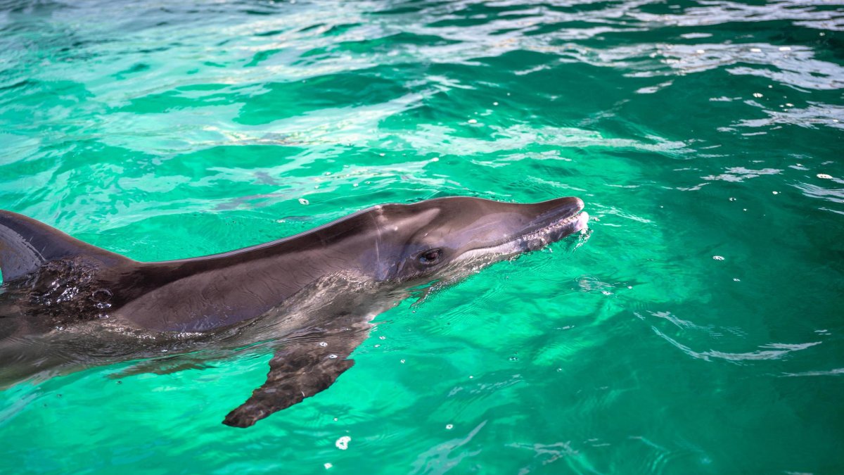 Rex, a rough-toothed dolphin, swims in his tank in green water at Clearwater Marine Aquarium