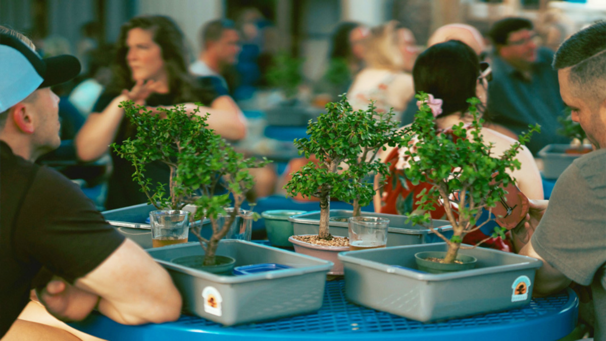 Bonsai & Brews at Bayboro Brewing Visit St Petersburg Clearwater Florida