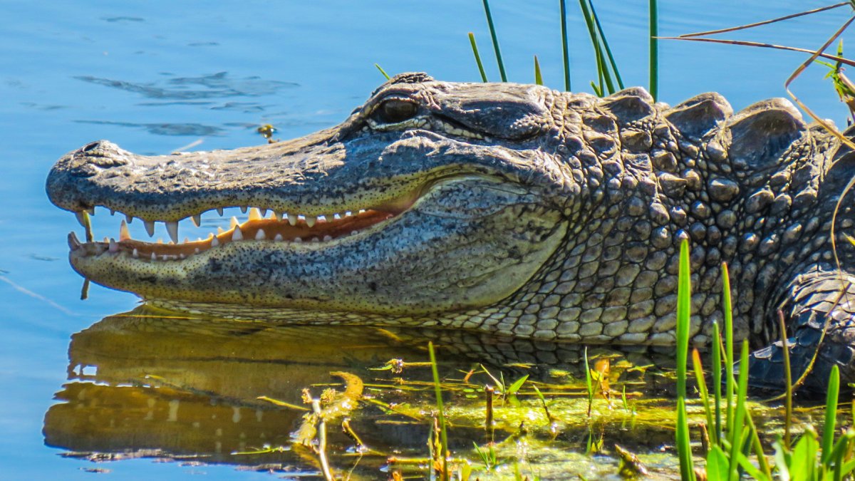 Alligator in a pond