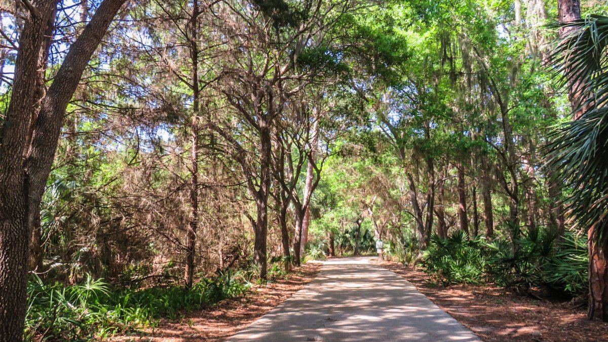 tree shaded path at Lake Seminole Park