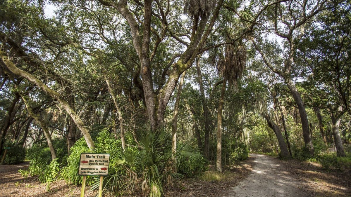Two paths diverge in the woods at Boyd Hill Nature Preserve.