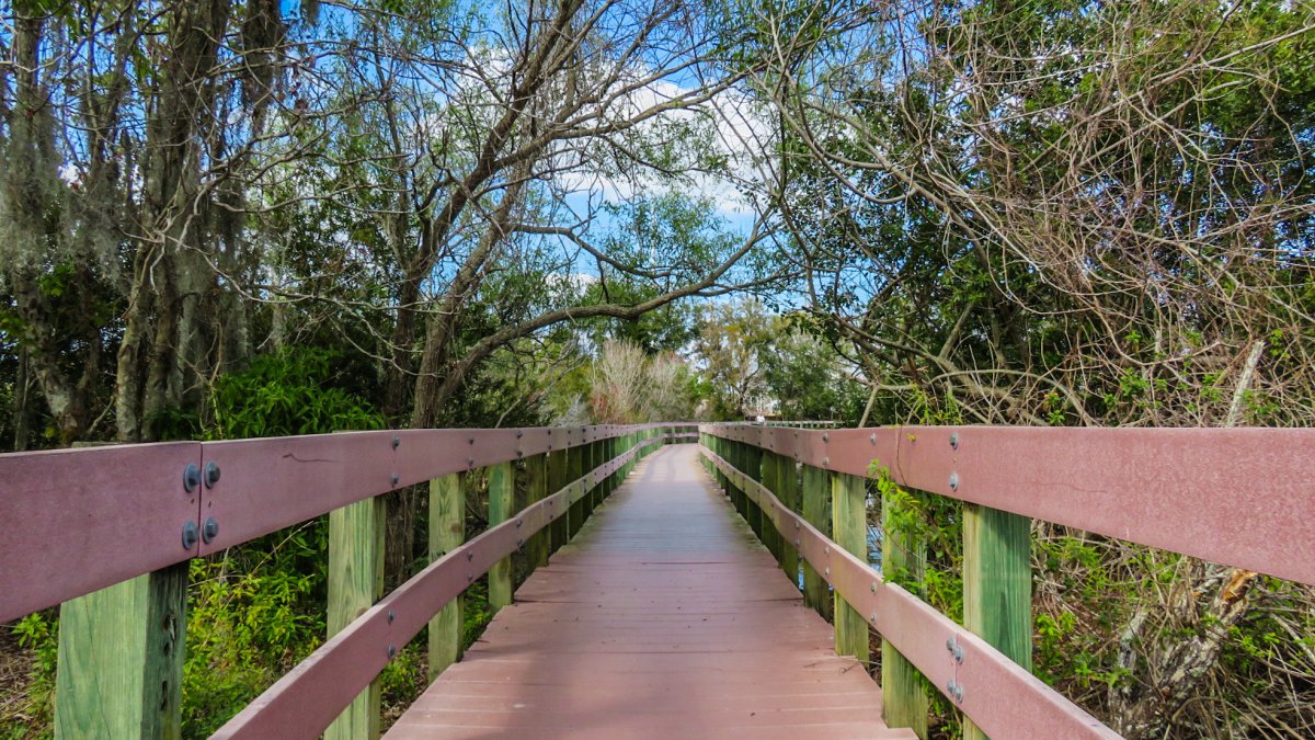 A raised boardwalk with side rails in Central Park Nature Preserve.