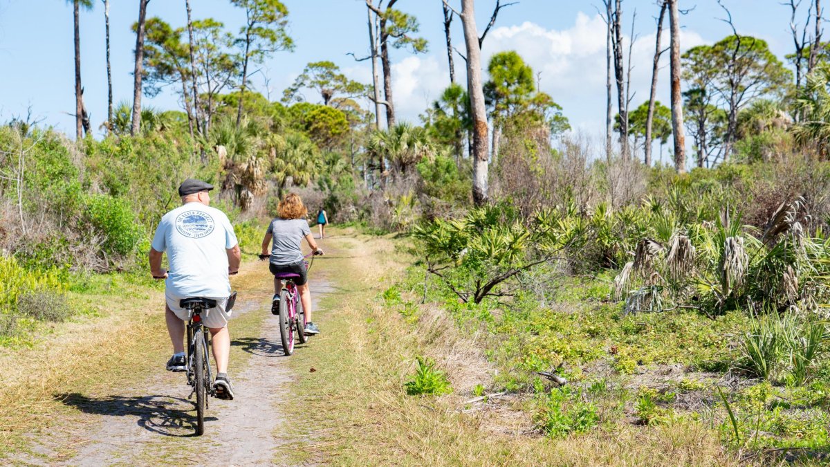 Two people ride bikes along a dirt path among pine trees.