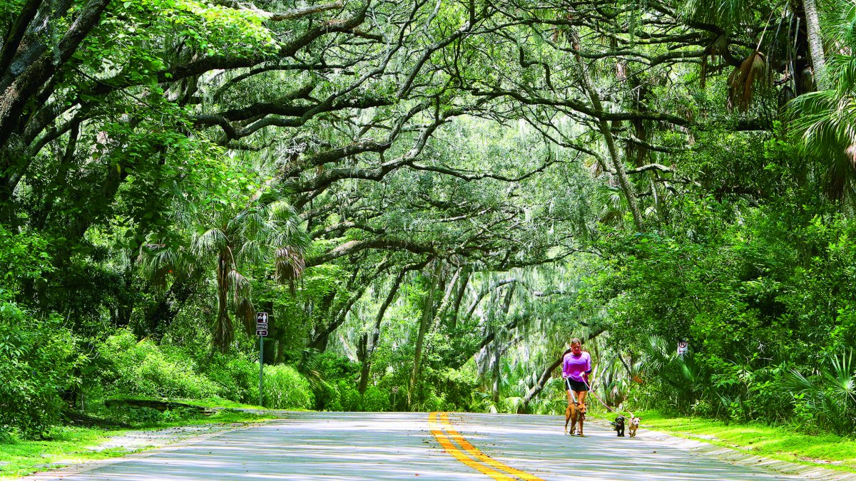 A woman walks three dogs along a Philippe Park road shaded by huge trees.