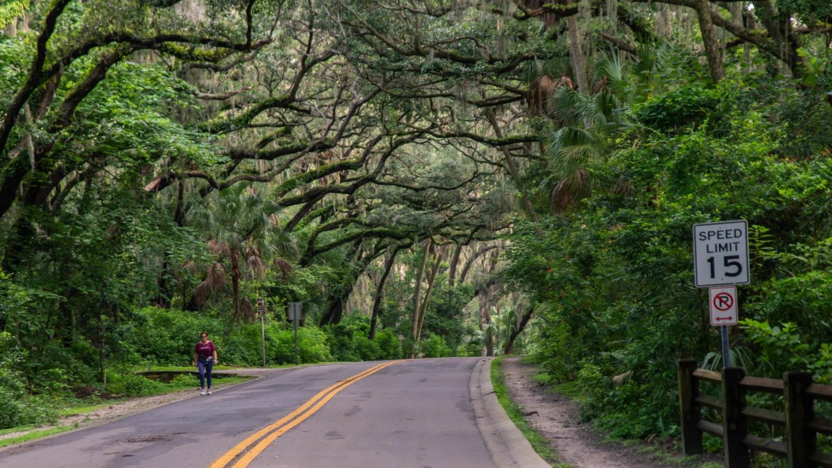 A woman walks along a road in Philippe Park under a canopy of huge trees.