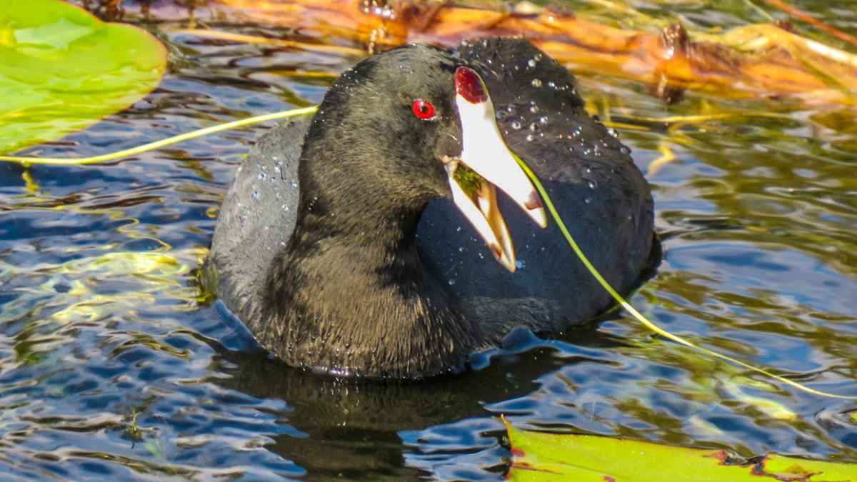 American coot, a black duck with a white bill and red eyes, swims in a pond