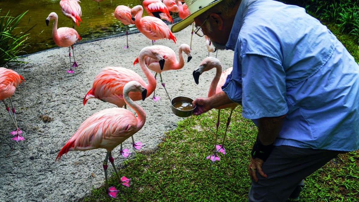 a team member in a beige hat and blue short sleeved shirt feeds the flamingo flock at Sunken Gardens