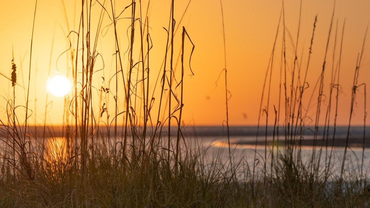 Puesta de sol naranja sobre el agua con avena marina en primer plano