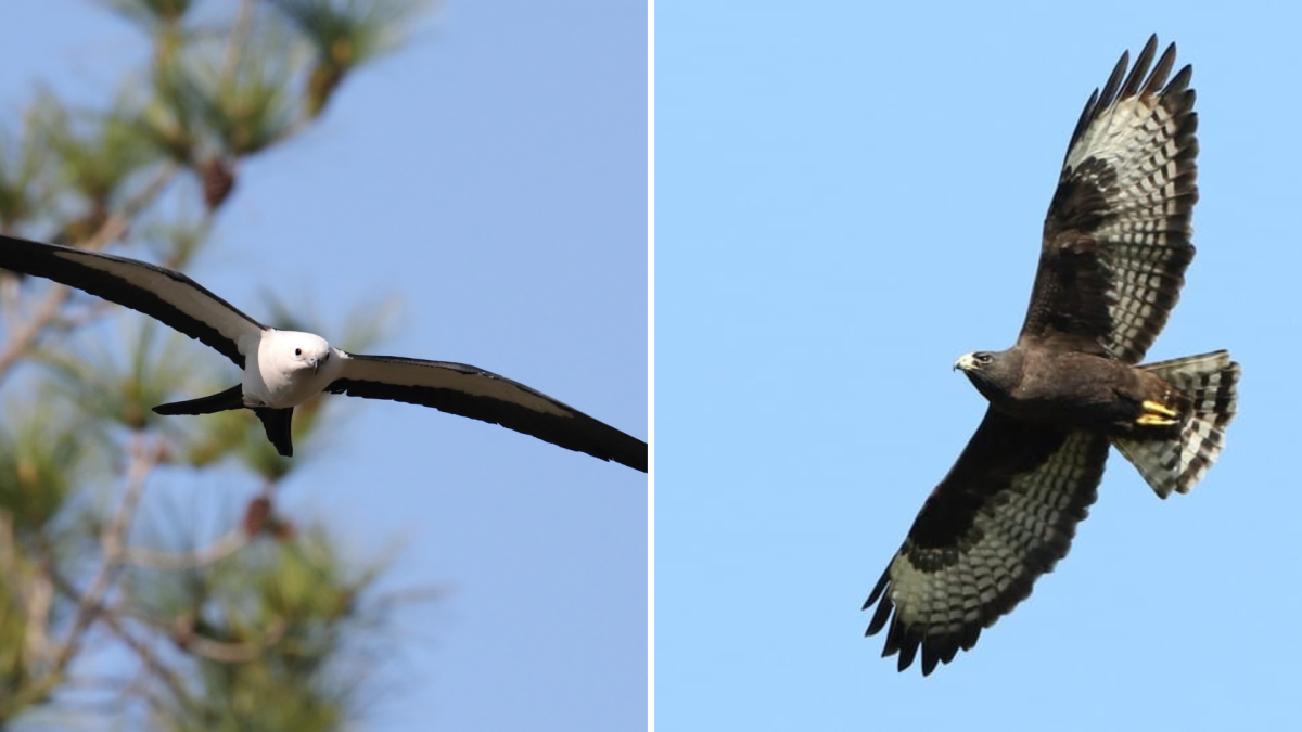 Conservation and Tracking Swallowtailed Kites and Shorttailed Hawks Visit St Petersburg