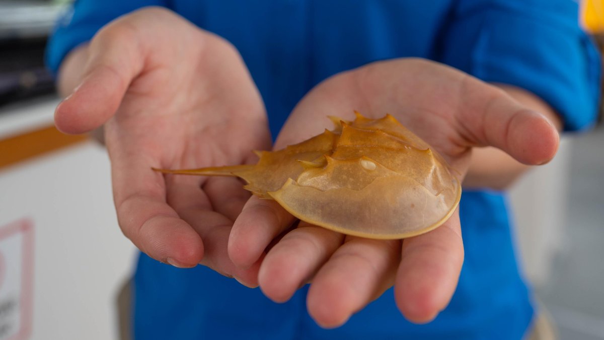 A small horseshoe crab held in a woman's hands during the discovery boat tour experience
