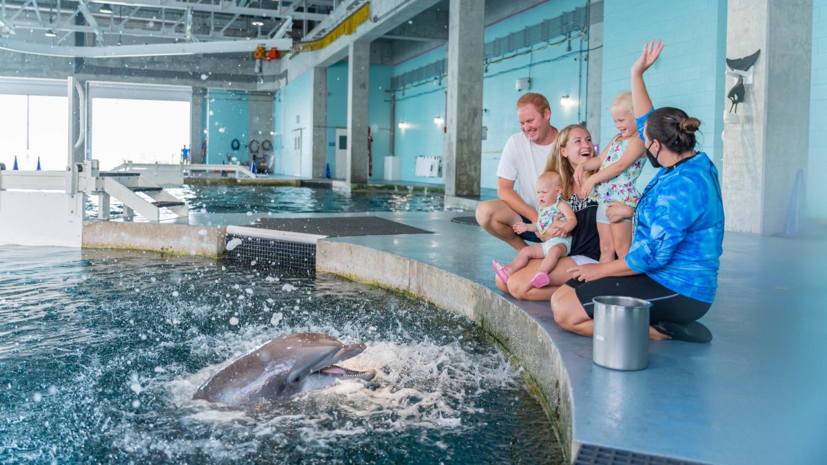 Family watches a dolphin show