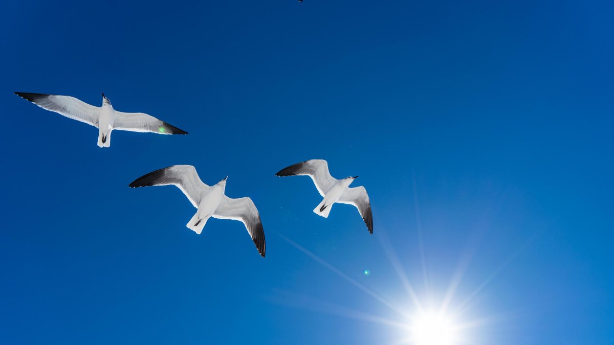 cuatro gaviotas vuelan alto en un cielo azul con un destello de luz solar