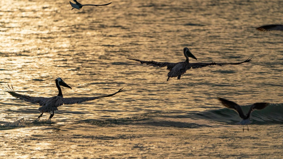Pelicans fly over the Gulf at sunset