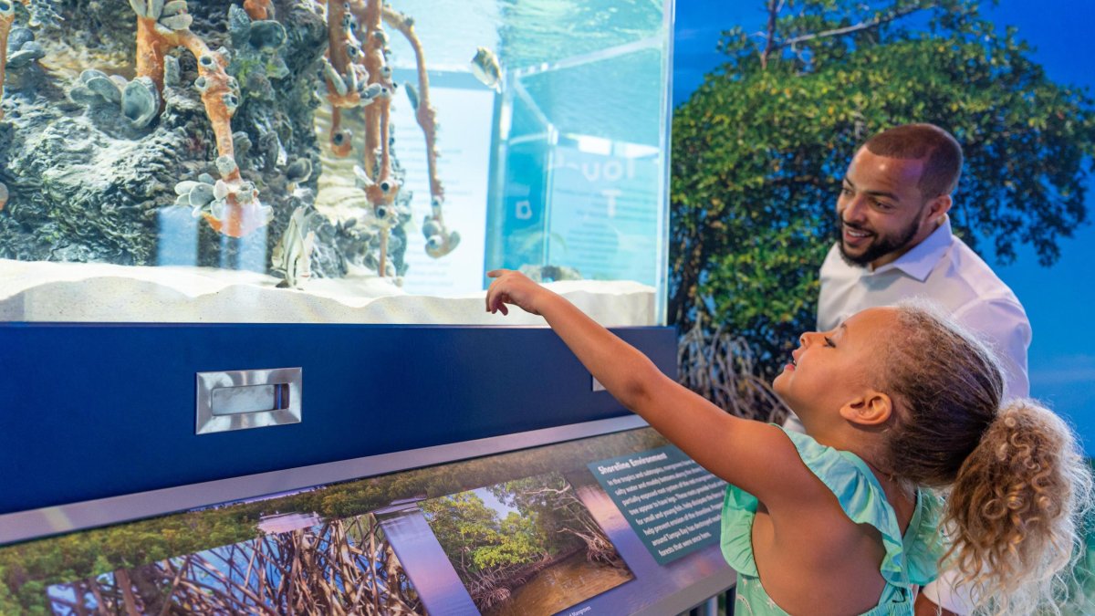 A girl and her dad look at an estuary exhibit.